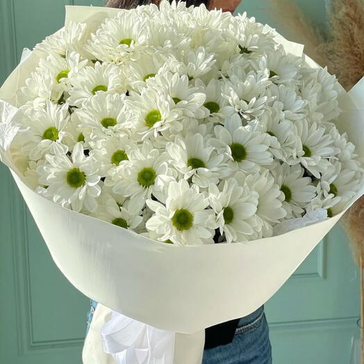 31 chrysantheme blanc