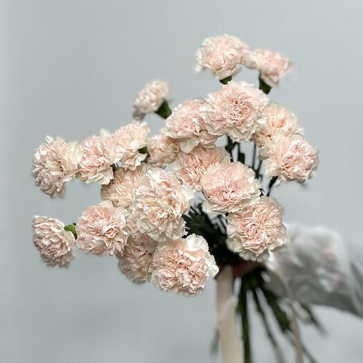 Carnations of Charisma