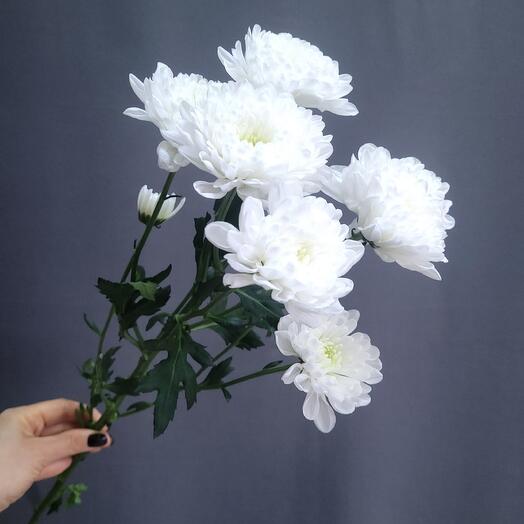 Bush chrysanthemum Altai