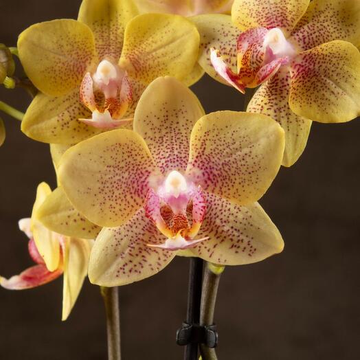 Орхидея Фаленопсис мини Помпей D7