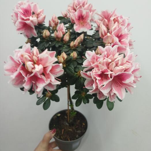 Азалия на штамбе шикарная двуцветная