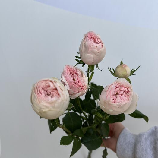 Роза Мэнсфилд Парк (Mansfield Park)