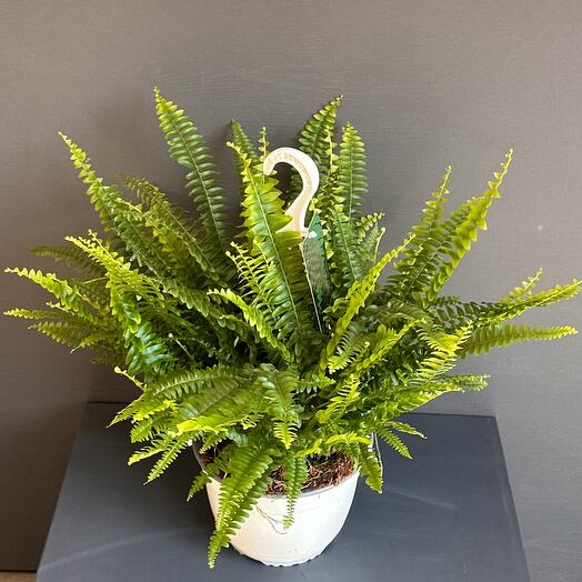 Комнатное растение папоротник в горшке с подвесом