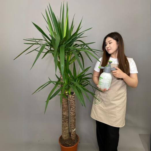 Юкка высота 170 см