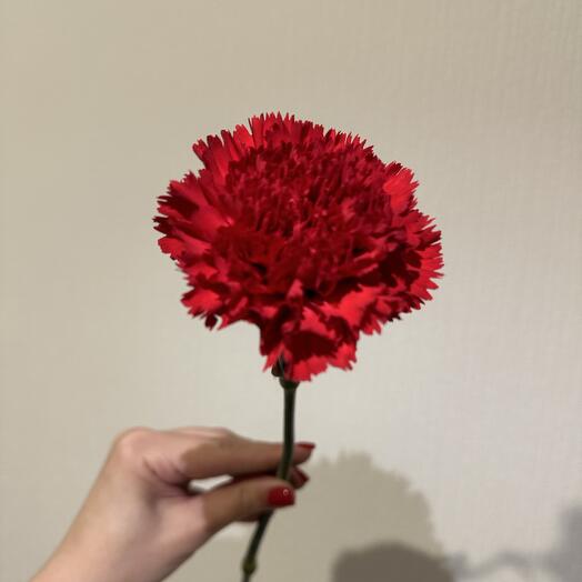 Гвоздика