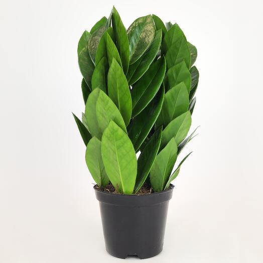 Замиокулькас Пирамида (Долларовое дерево), D-10