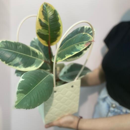 Комнатное растение Фикус Эластика