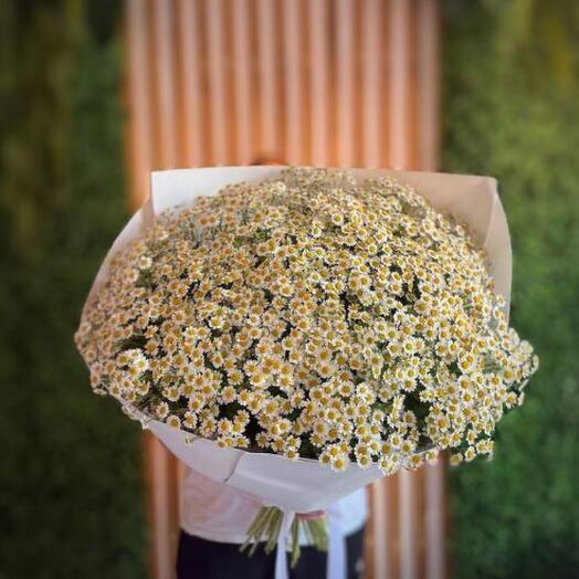 Акция: Огромный Букет Ромашек для Девушки! 🌼💖