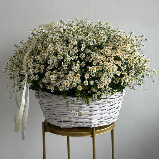 Корзина с кустовыми ромашками L