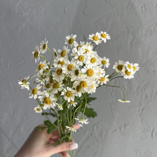 Кустовая ромашка