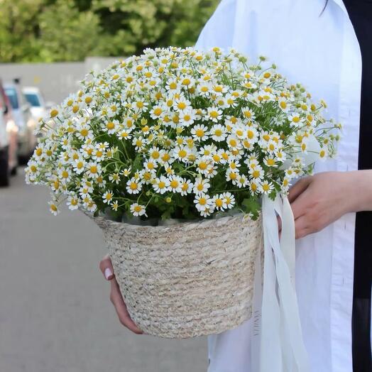 Ромашки в корзине
