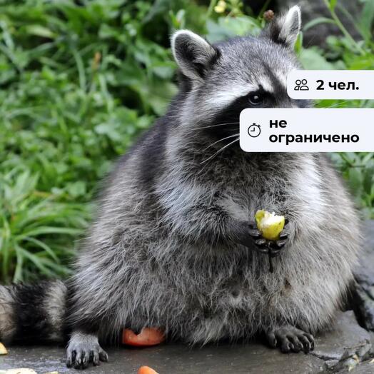 Покорми енота! Посещение мини-зоопарка