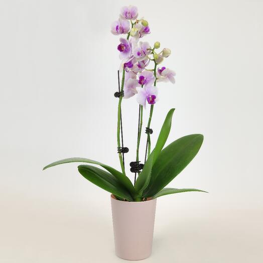 Орхидея Поцелуй нимфы (фаленопсис), D-9