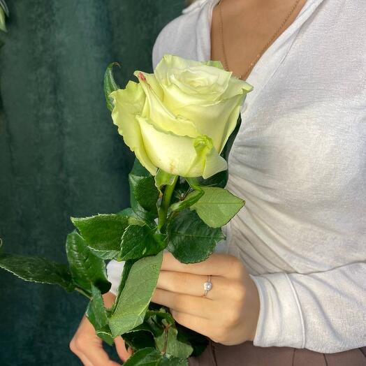 Роза белая, Цветы, Мондиаль 70 см