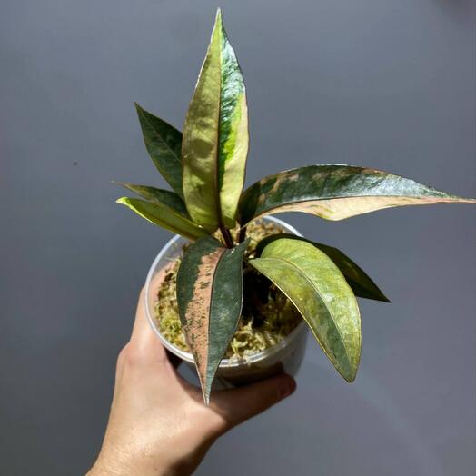 Антуриум Хукери (Гукера) вариегатный