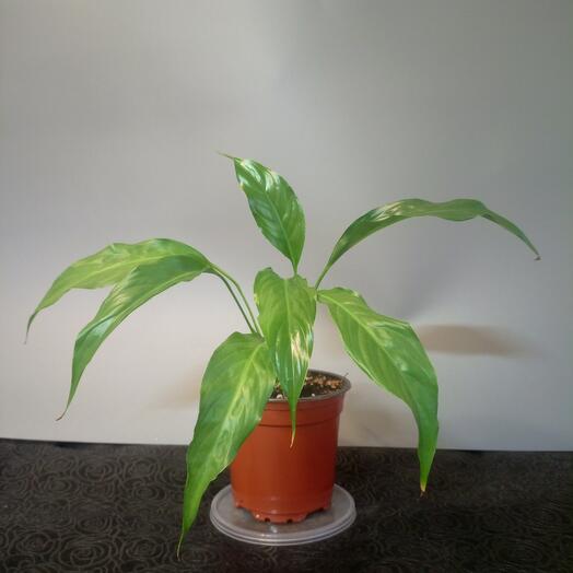 Спатифиллум (Женское счастье)