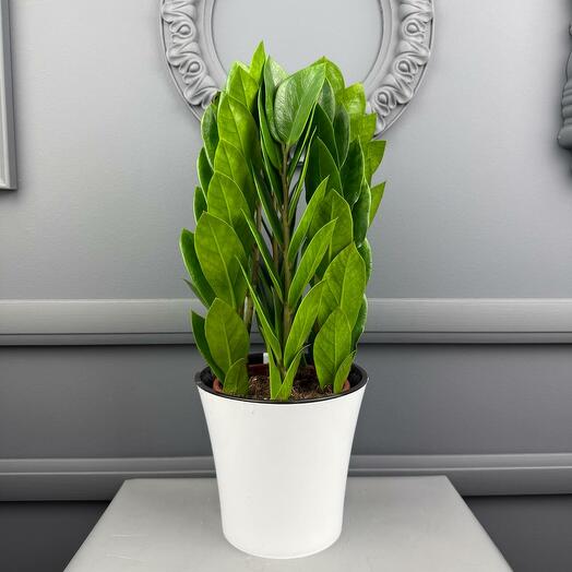 ЗамиокулькасывМоскве