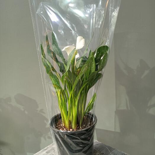 Комнатное растение