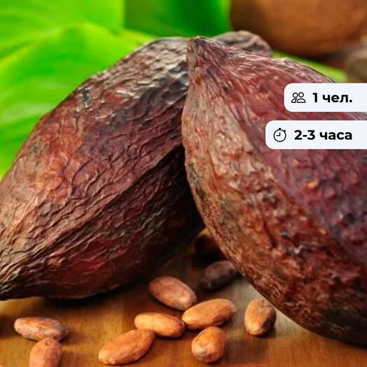 Напиток древних Майя. Какао-круг