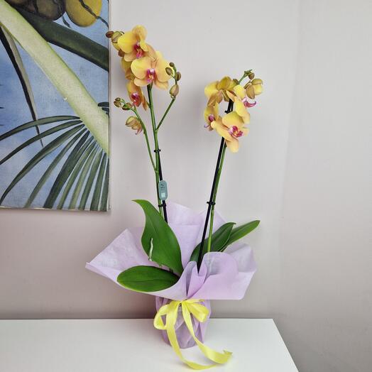 Персиковая орхидея фаленопсис