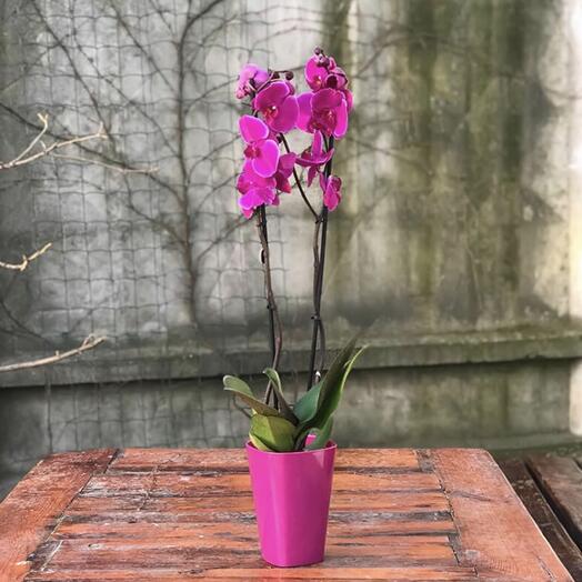 Purple orchid