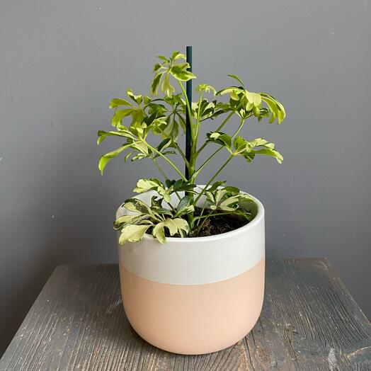 Шефлера мини