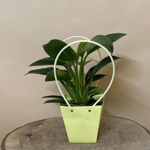 Комнатное растение Филодендрон