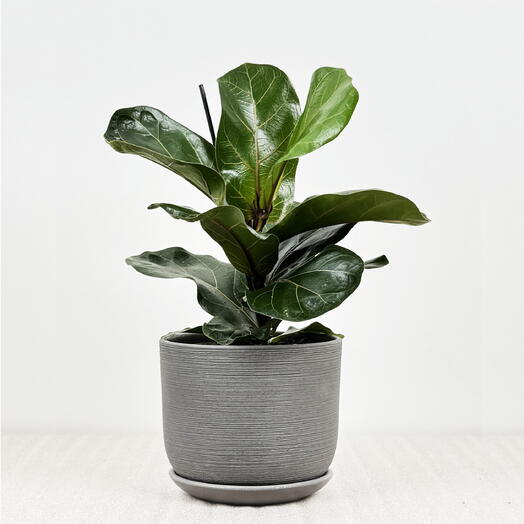 Фикус Лирата Бамбино в сером керамическом горшке с поддоном, высота 30-35см