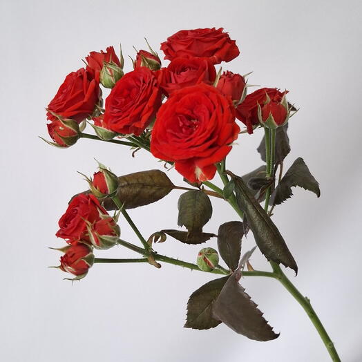 Кустовая роза Алая