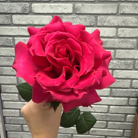 Французская малиновая Роза