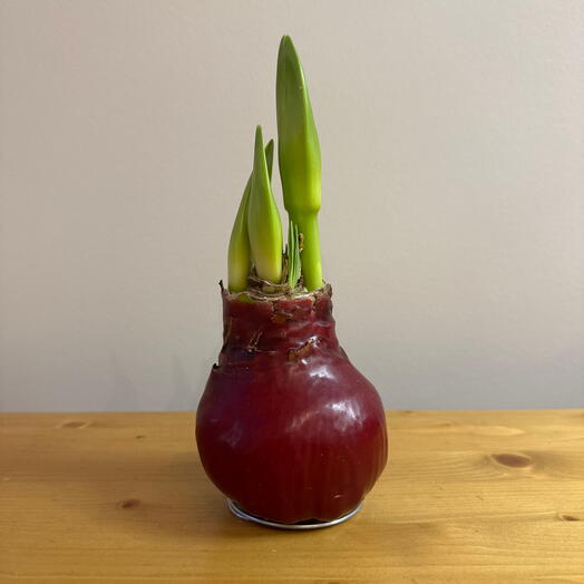 Луковица амариллиса в воске