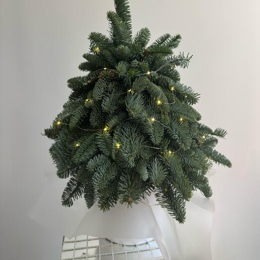 Елка из нобилиса 🌲