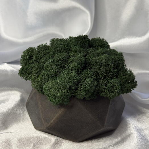 Кашпо черное со мхом