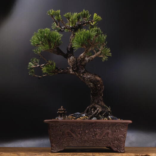 Бонсай Сосна 50 см, 40 лет