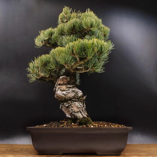 Бонсай Сосна, 55 см, 50 лет