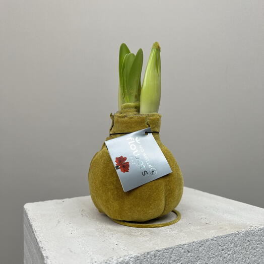 Премиальная луковица амариллиса в воске размера XL