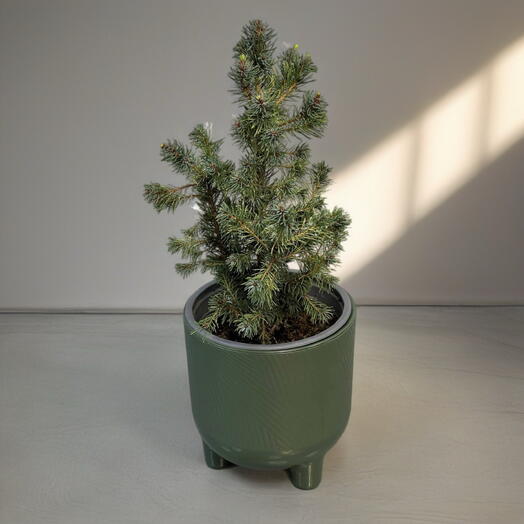 PICEA GLAUCA SANDERS ELLE
