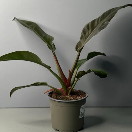 Филодендрон (PHILODENDRON RED EMERALD)