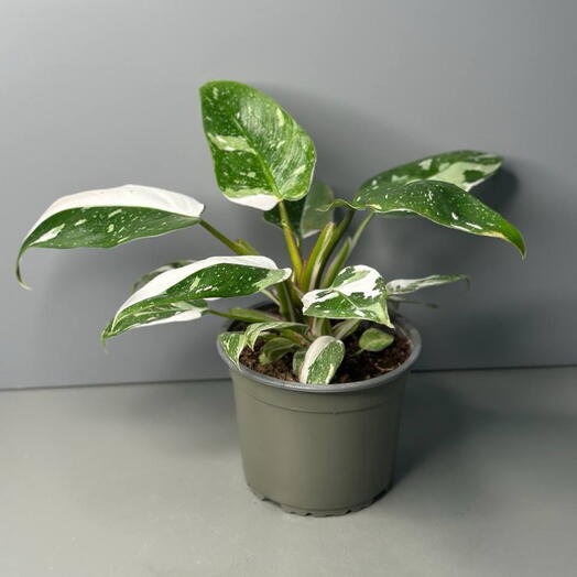 Филодендрон (PHILODENDRON RED-WHITE PRINCESS)