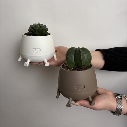 Набор комнатных растений в пластиковых горшках, Хавортия Купер и Астрофитум, 10 см