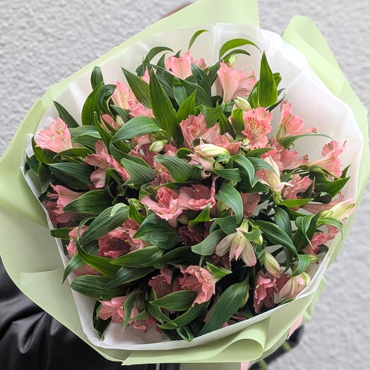 Alstroemeria pink 11