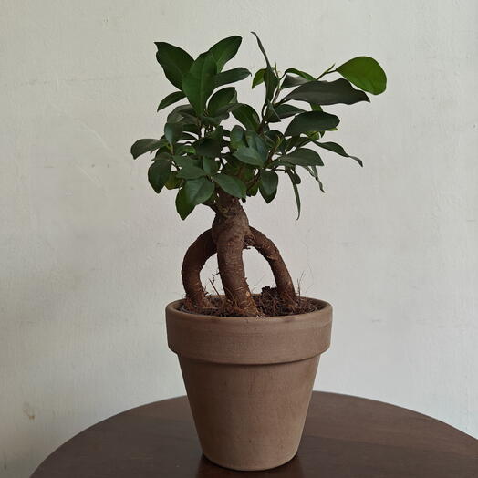 Ficus bonsai S