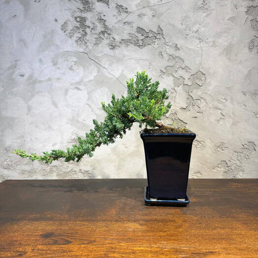 Бонсай Можжевельник полукаскад