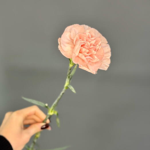 Dianthus cream