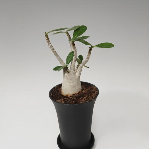 Адениум Ansu Baobab