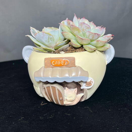 Суккулент в кашпо Кафе Лисёнок