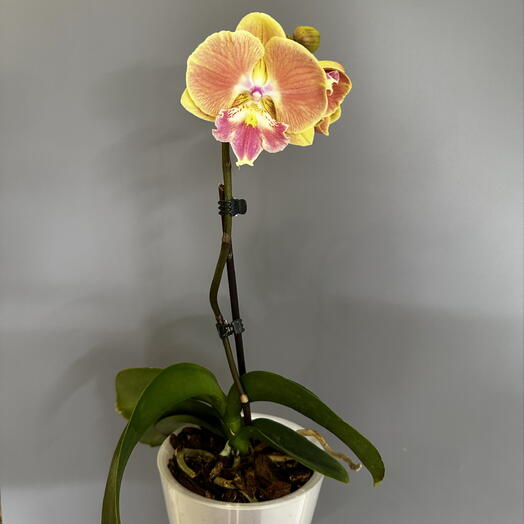 Орхидея Фаленопсис биглип Phal. Golden Peach Золотой персик (не цветёт)