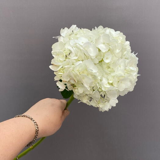 Гортензия (гидрангея hydrangea) белая