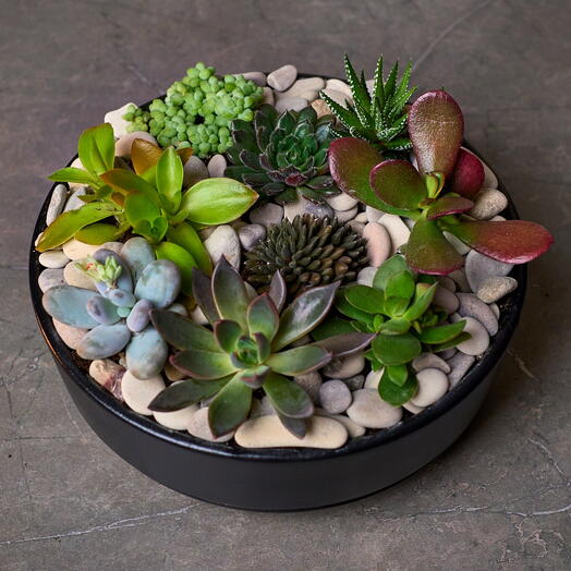 Композиция с суккулентами