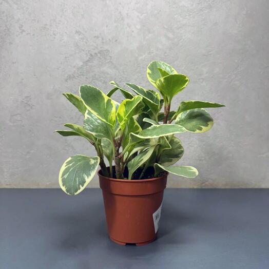 Пеперомия Вариегатная